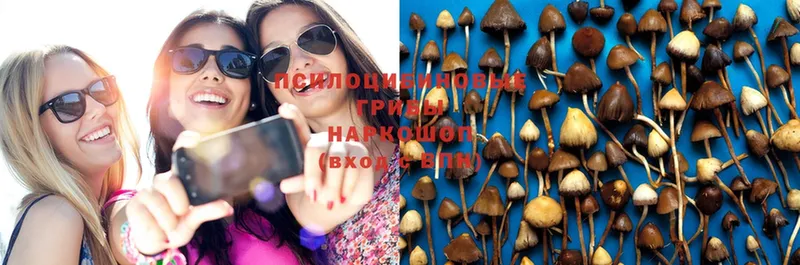 Галлюциногенные грибы Psilocybe  mega ссылка  Сальск 